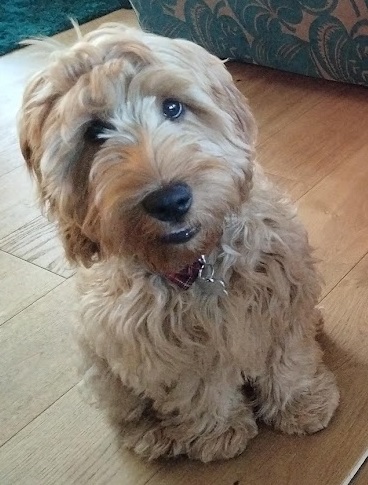 A picture of a cockapoo smiling at the camera